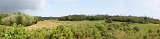 rice field